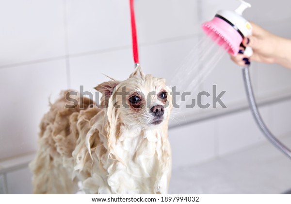 spitz in the bathroom in the beauty\
salon for dogs, the concept of popularizing haircuts and caring for\
dogs. pet in the washing process with\
water
