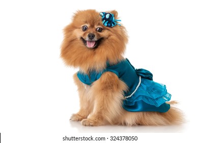 dress for pomeranian