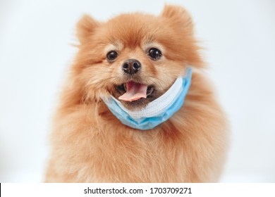 Download Mask Dog Images Stock Photos Vectors Shutterstock Yellowimages Mockups