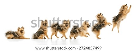 Spitz dog movement sequence from sitting to jumping isolated on white background. Concept of pet training visuals, animal behavior analysis, motion study, and educational pet content.