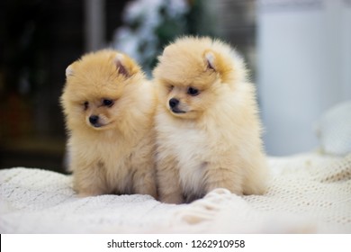 Spitz dog puppies