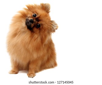 Spitz dog, shot on a white background