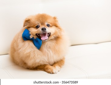 Spitz Dog Sits On The Sofa With Blue Bow