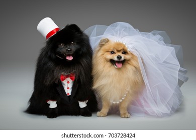 Spitz Dog Wedding Couple