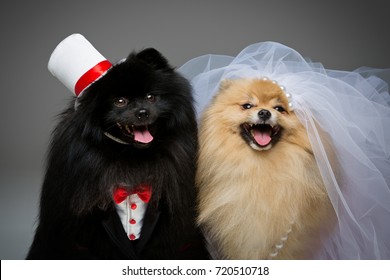 Spitz dog wedding couple