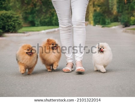 Spitz dogs walk with their owner along the road in the park