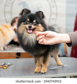 Spitz Grooming. Grooming By A Professional Groomer In The Salon. Happy Dog At The Groomer. The Groomer Holds The Dog With His Hand. Pet Haircut. Dog Show. The Dog Stands On The Groom's Table
