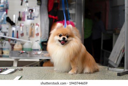 Spitz Grooming. Grooming By A Professional Groomer In The Salon. Happy Dog At The Groomer. The Groomer Holds The Dog With His Hand. Pet Haircut. Dog Show
