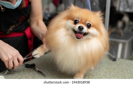 Spitz grooming. Paw trim. Grooming by a professional groomer in the salon.  Close angle. Appointment with the veterinarian. The groomer holds the dog with his hand. Happy dog at the groomer. - Shutterstock ID 1943018938