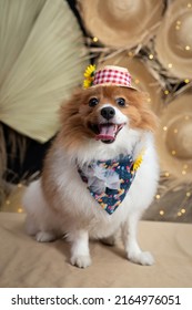 Spitz With June Party Costume