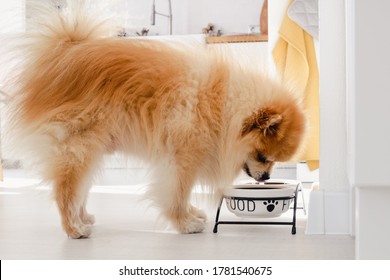 Spitz Pomeranian dog is eating from dog bowl with his tongue stuck out in a modern scandinavian kitchen