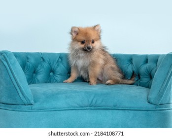 Spitz Puppy Dog On Blue Couch Sofa By A Blue Background