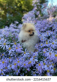 Spitz Puppy Hiding In Flowers