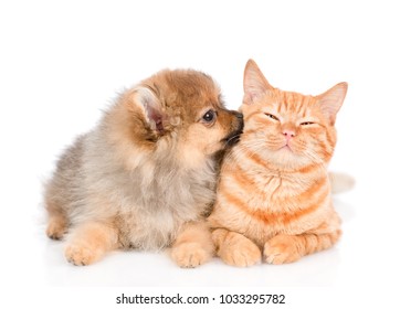 spitz puppy kisses the cat. isolated on white background