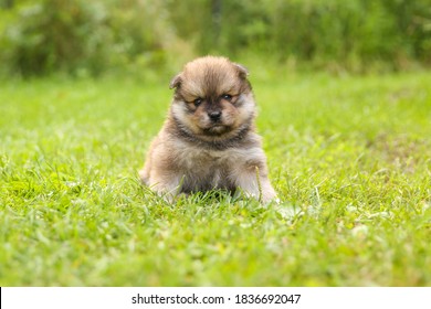 spitz puppy is on grass outdoor at sunny day - Shutterstock ID 1836692047