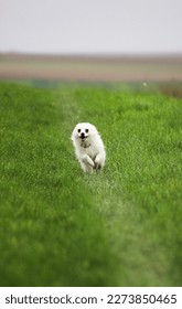 Spitz running between two openfields.