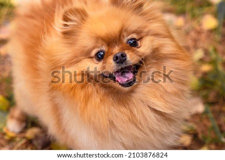 Spitz small red purebred beautiful fluffy dog
