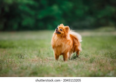 Spitz Is Standing In The Field. Small, Cute Dog