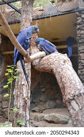 Spix's Macaw. His Species Is No Longer Found In The Wild. Pic. From Zoo