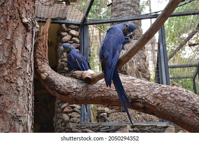 Spix's Macaw. His Species Is No Longer Found In The Wild. Pic. From Zoo