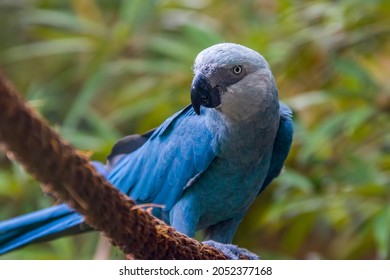 The Spix's macaw is a macaw native to Brazil. The bird is a medium-size parrot. The IUCN regard the Spix's macaw as probably extinct in the wild. Its last known stronghold in the wild was in  Brazil.  - Shutterstock ID 2052377168