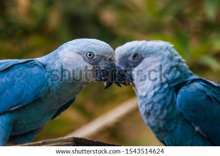 The Spix's macaw is a macaw native to Brazil. The bird is a medium-size parrot. The IUCN regard the Spix's macaw as probably extinct in the wild. Its last known stronghold in the wild was in  Brazil. 