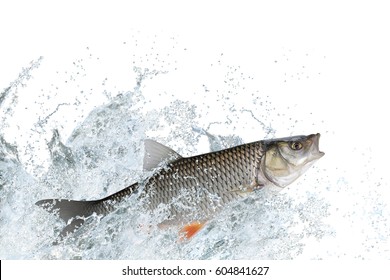 Splash Fish. Chub Fish Jump