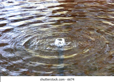 splash and ripples in a pond