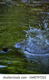 Splash of the stone in the river