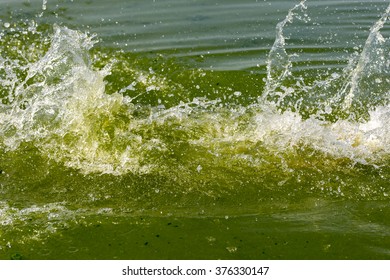 Splashes Of Green Water Algae Bloom