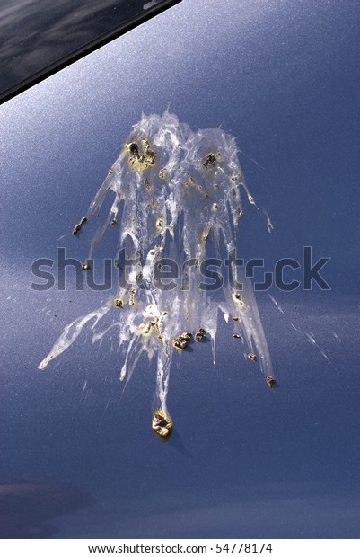 Splatter of bird\
poop outdoors on car\
varnish.