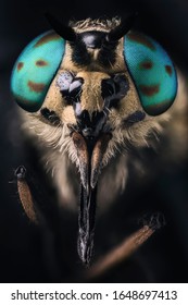 Splayed Deer Fly Head With The Compound Eyes And Labium