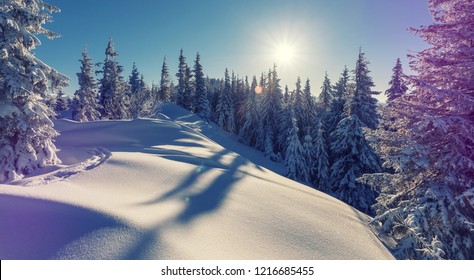 冬のアルプスの素晴らしい景色 森の中の霜の降った朝 暖かい日の下に雪で覆われた松の木 幻想的な山の高原 素晴らしい冬の背景 素晴らしいクリスマスシーン 写真素材 Shutterstock