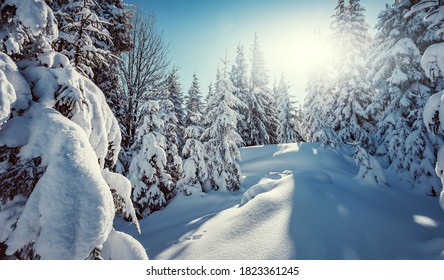 Splendid Alpine scenery in winter. Fantastic frosty morning in forest. snow-cowered pine trees under sunlight. Fantastic mountain highland.  Amazing winter background. Wonderful Christmas Scene - Powered by Shutterstock