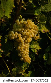 
Splendid Bunch Of Malvasia Grapes