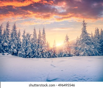 Splendid Christmas scene in the mountain forest. Colorful winter sunrise in the Carpathians, Ukraine, Europe. Artistic style post processed photo.