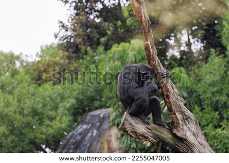 Splendid Exemplar of Monkey in a Naturalistic Environment.