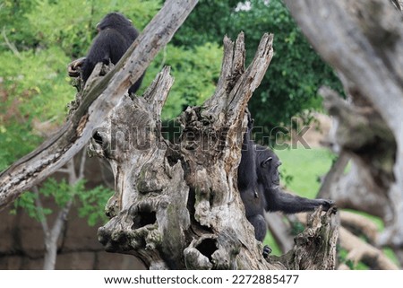 Splendid Exemplar of Monkey in a Naturalistic Environment.