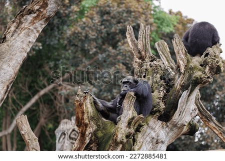 Splendid Exemplar of Monkey in a Naturalistic Environment.
