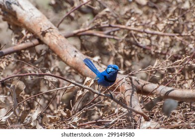 Splendid Fairy Blue Wren