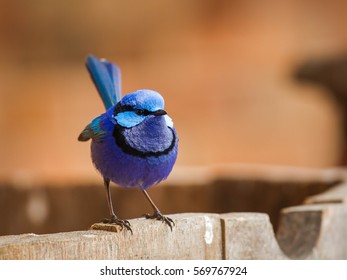 Splendid Fairy Wren