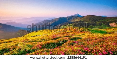 Splendid fields of blooming rhododendron flowers on a summer day. Location place Carpathian mountains, National Park Chornohora, Ukraine, Europe. Photo wallpaper. Discover the beauty of earth.
