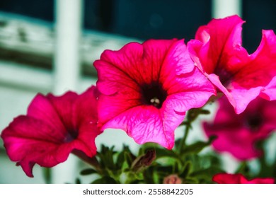 Splendid pot of purple petunia flower: macro photography - Powered by Shutterstock