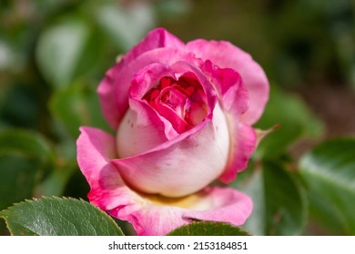 A splendid specimen of a rose ‘Princesse de Monaco‘ in bloom. 
‘Princesse de Monaco‘ is a blend hybrid tea rose. It is dedicated to Princess Grace of Monaco. 