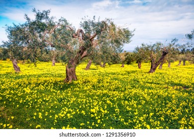 Splendid spring view of olive garden. Fabulous morning scene of Cape Milazzo, Sicily, Italy, Europe. Beauty of nature concept background. - Shutterstock ID 1291356910