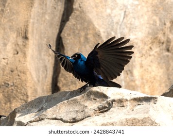 Splendid starling open wings while sitting on stone