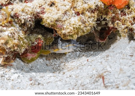 Splendid toadfish in coral reef