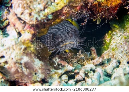 The Splendid Toadfish (Sanopus splendidus) is only found on the island of Cozumel in Mexico