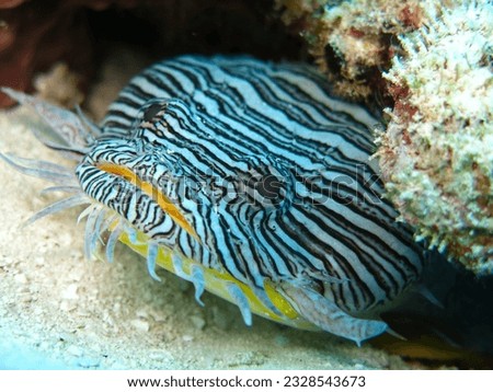 splendid toadfish Sanopus splendidus Reef fish mexican caribbean endemic fish from cozumel island