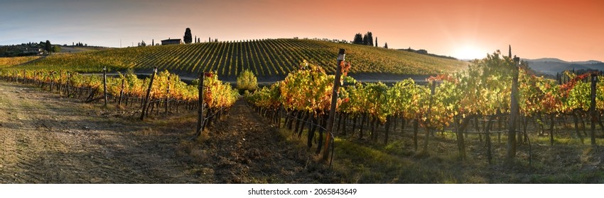 splendid vineyards in the Chianti Classico region are colored under the light of the sunset during the autumn season. Greve in Chianti, Italy.